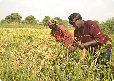 Grassroots NGOs & CBOs